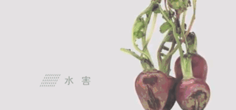 蔬菜创意广告店名字大全_蔬菜广告设计创意_蔬菜店广告创意